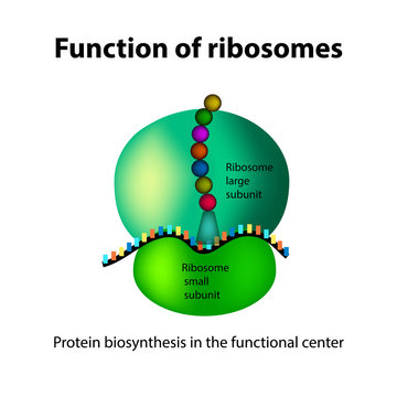 The structure of the ribosome. Functions. Infographics. Vector illustration on isolated background
