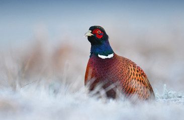 Ringneck Pheasant (Phasianus colchicus)