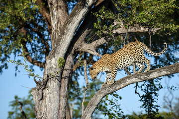 Leopard in a tree