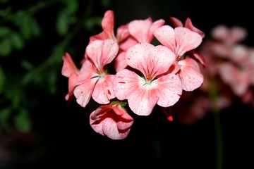 Pink geranium