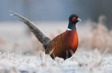 Ringneck Pheasant (Phasianus colchicus)