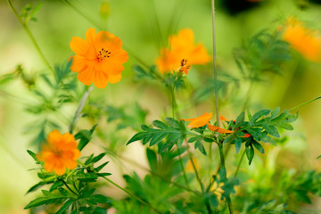 Yellow flowers background, selective focus, wide open aperture.