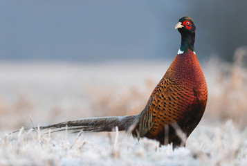 Ringneck Pheasant (Phasianus colchicus)