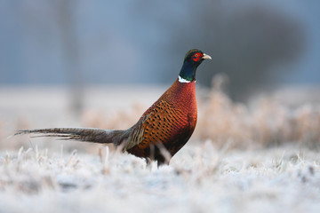 Ringneck Pheasant (Phasianus colchicus)