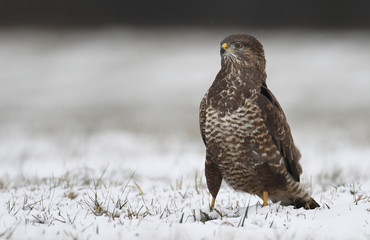 Common buzzard (Buteo buteo)