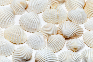 Background of sea shells ANOMALODISKUS SKYUANOSUS. Isolated on white. Bivalve seashells light color.