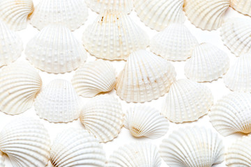 Background of sea shells ANOMALODISKUS SKYUANOSUS. Isolated on white. Bivalve seashells light color.
