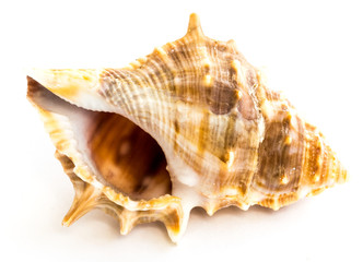 Seashell Cymatium grandmakulatum isolated on white background.