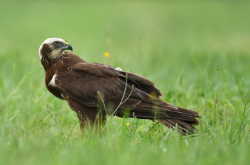 Marsh harrier (Circus aeruginosus)