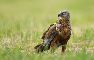 Marsh harrier (Circus aeruginosus)