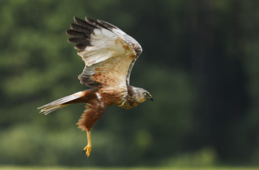 Marsh harrier (Circus aeruginosus)
