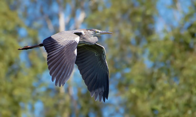 Grey heron flying in front of birch trees
