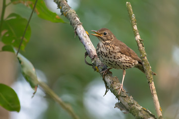 Adult Song Thrush worried near its nest