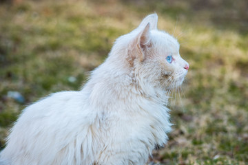 Naklejka na ściany i meble White cat With Different-Colored Eyes sitting on the grass