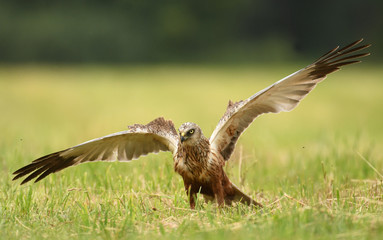 Marsh harrier (Circus aeruginosus)