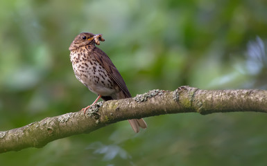Adult song thrush with food for nestlings