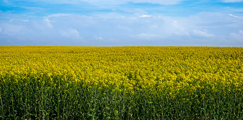 Obraz premium Rape field and blue sky with clouds