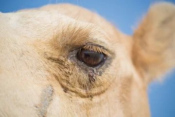 Afwasbaar Fotobehang Kameel A close up of a camels eye
