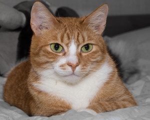Red-haired green-eyed cat looking