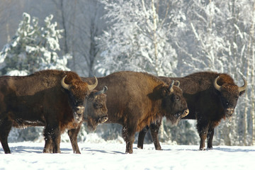 Mammals , European bison (Bison bonasus)  ,Poland