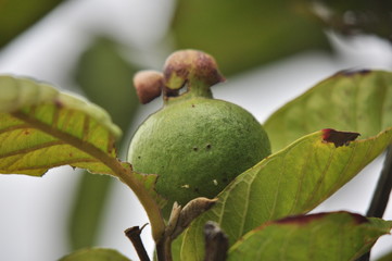 Fruits on the trees in South Africa