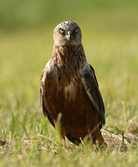 Obraz premium Marsh harrier (Circus aeruginosus)