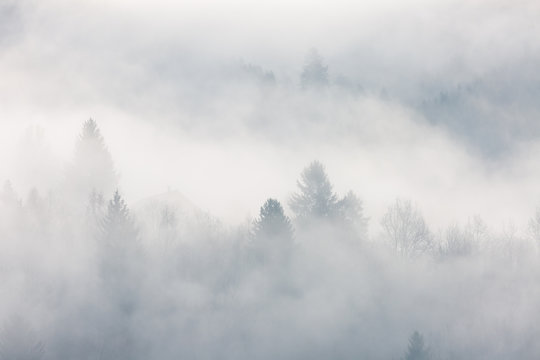 Fototapeta Forêt Vosgienne dans la brume