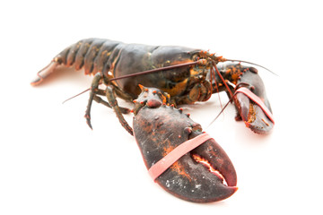 Living lobster isolated on white background