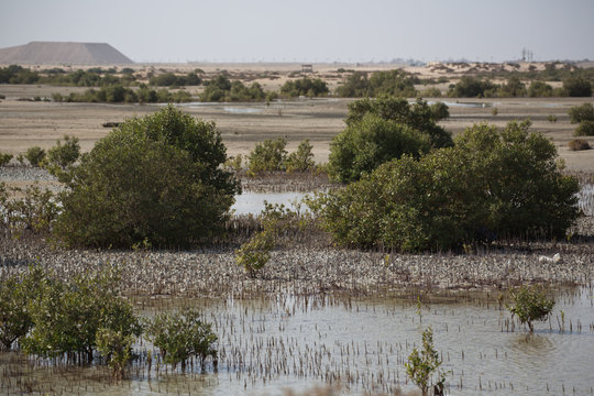 Mangrove area in United Arab Emirates