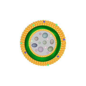 Structure of lysosomes. Infographics. Vector illustration on isolated background