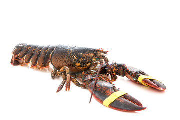 Living lobster isolated on white background