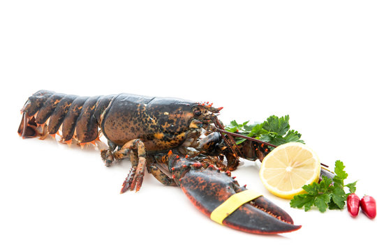 Living lobster isolated on white background