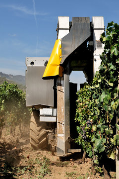 Mechanical grape harvest in a vineyard