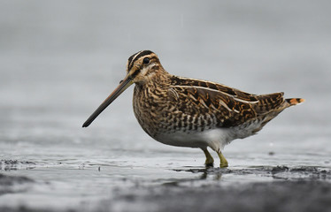 Common Snipe (Gallinago gallinago)