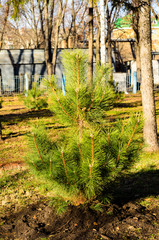 Young pine tree in city park