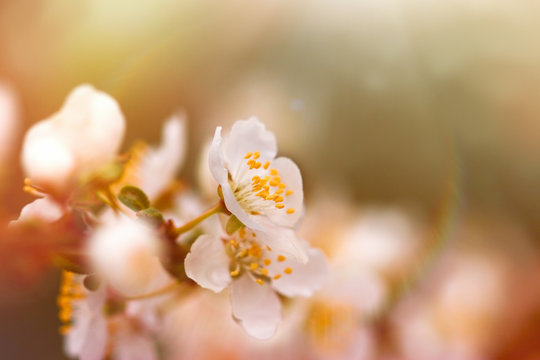 Selective focus on flower stamens and pistil - flowering, blooming fruit tree 