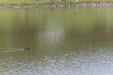Patos en lagos de Covadonga (Asturias, España).