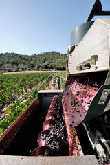 Mechanical grape harvest in a vineyard