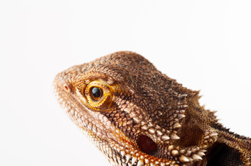one agama bearded on white background.reptile close-up.