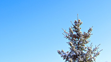 Tree and blue sky