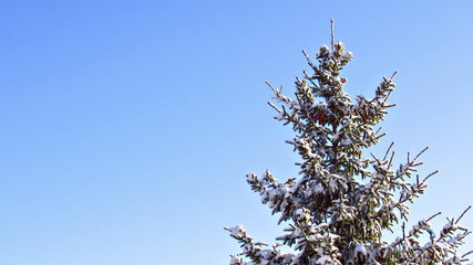 Tree and blue sky