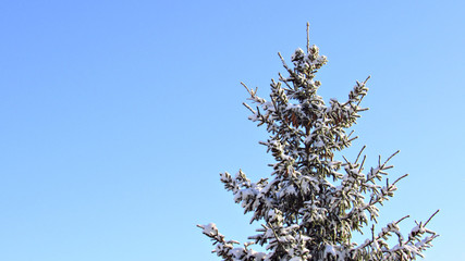 Tree and blue sky