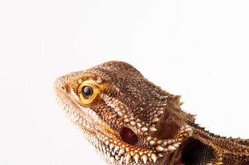 one agama bearded on white background.reptile close-up.
