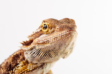 one agama bearded on white background.reptile close-up.