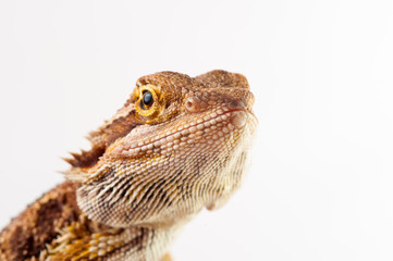 one agama bearded on white background.reptile close-up.