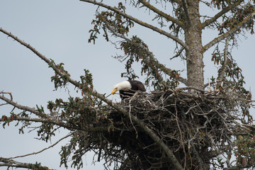 Bald eagle in a nest