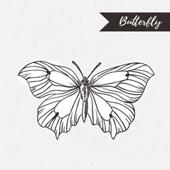Hand drawn butterfly logo design. Vector element on the grunge background.