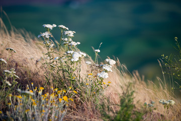 Wildflowers of the Palouse from Steptoe Butte