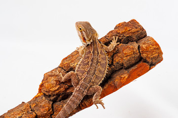 one agama bearded on white background.siting on the bark of tree.closeup