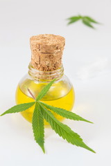 marijuana plant and cannabis oil